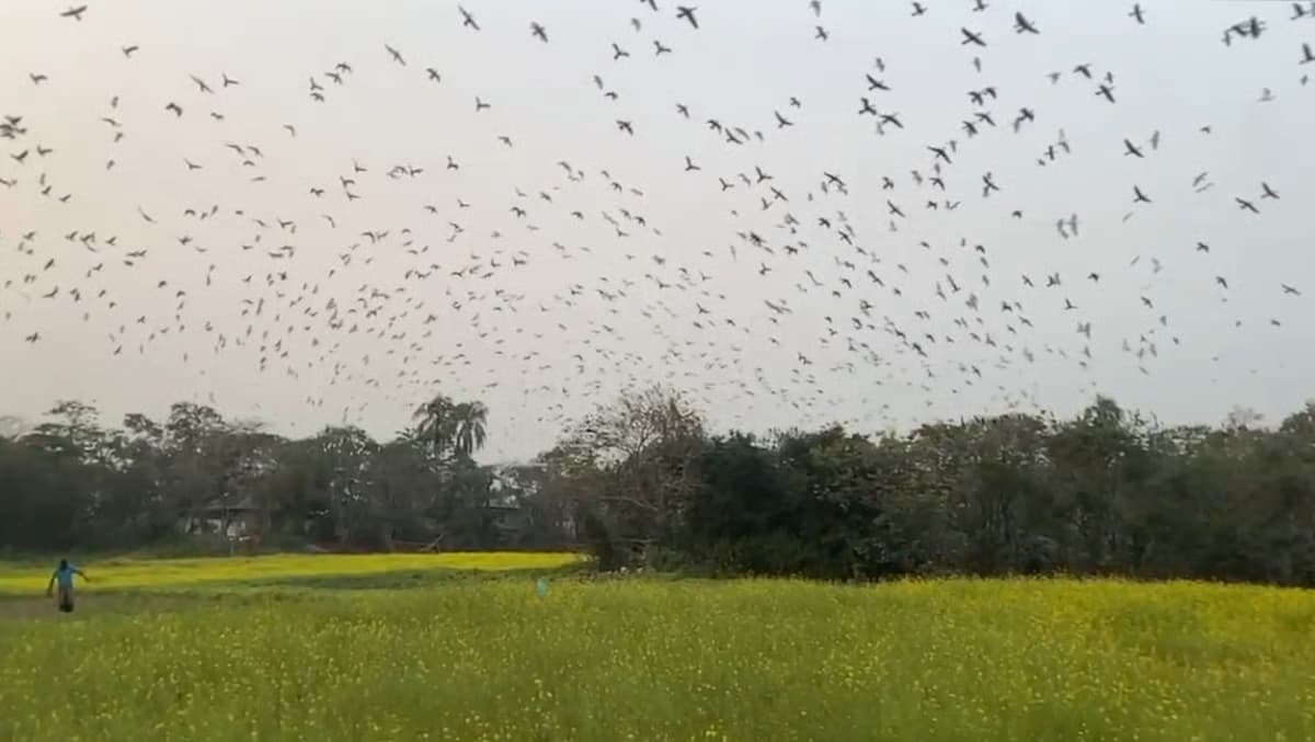 ‘পাখিবাড়ি’: হাকালুকির কূলে পাখিদের নিরাপদ আশ্রয়